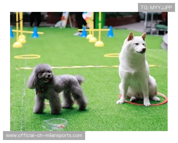 运动“萌宠”助威：场边“萌宠”精彩瞬间！